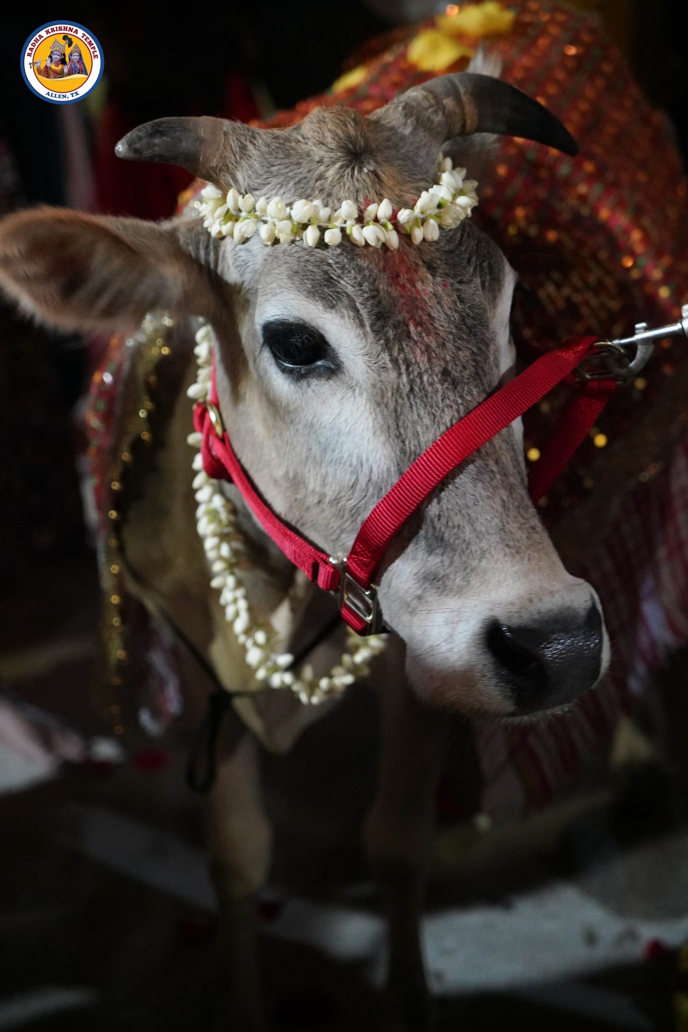 Diwali 2024: Celebrations at Radha Krishna Temple